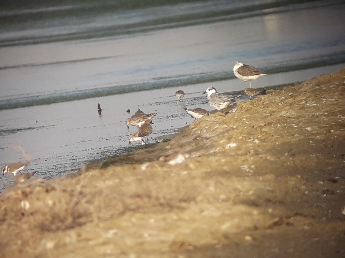 Whiskered Tern - ML196777101