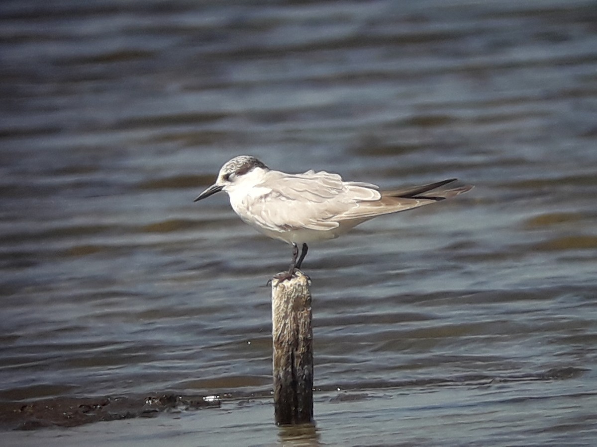 Whiskered Tern - ML196777141