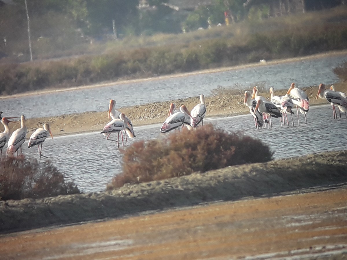 Painted Stork - ML196777291