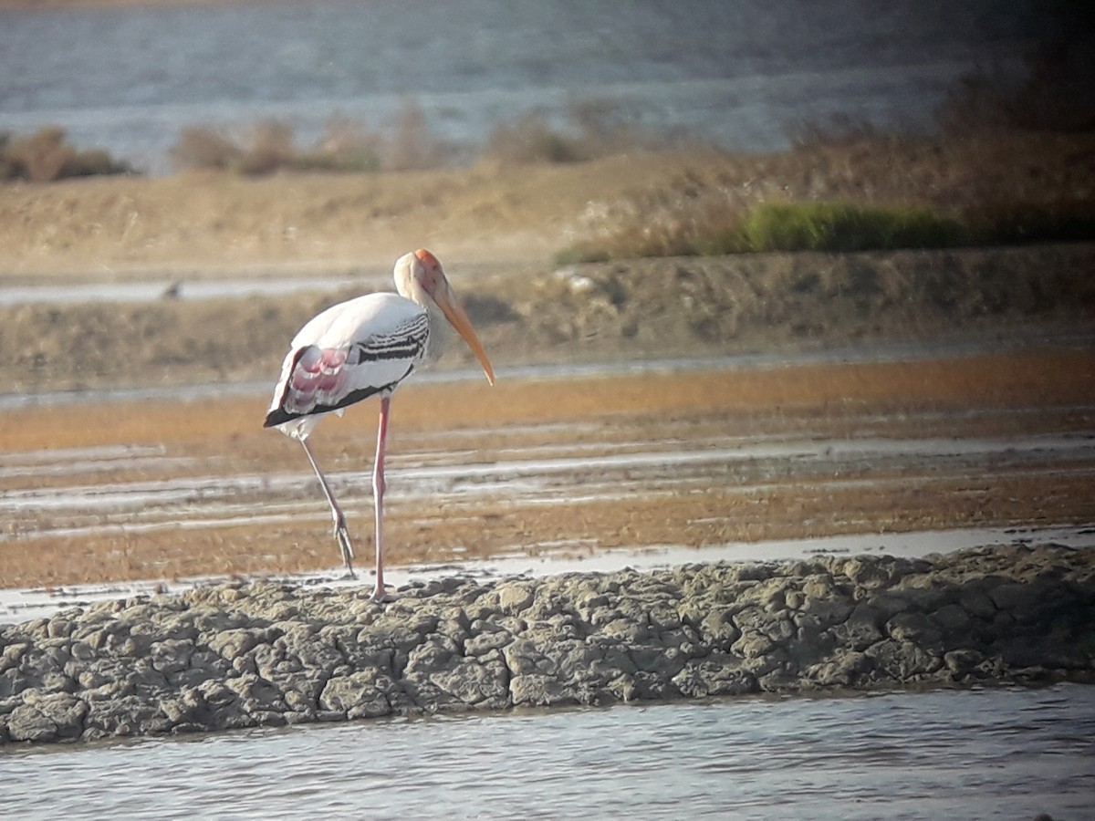 Painted Stork - ML196777371