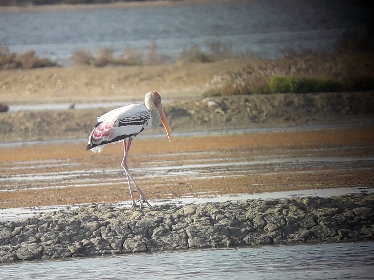 Painted Stork - ML196777471