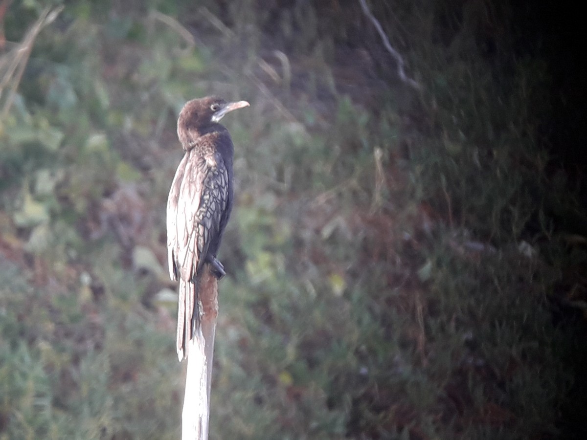 Little Cormorant - Bruno Bösch