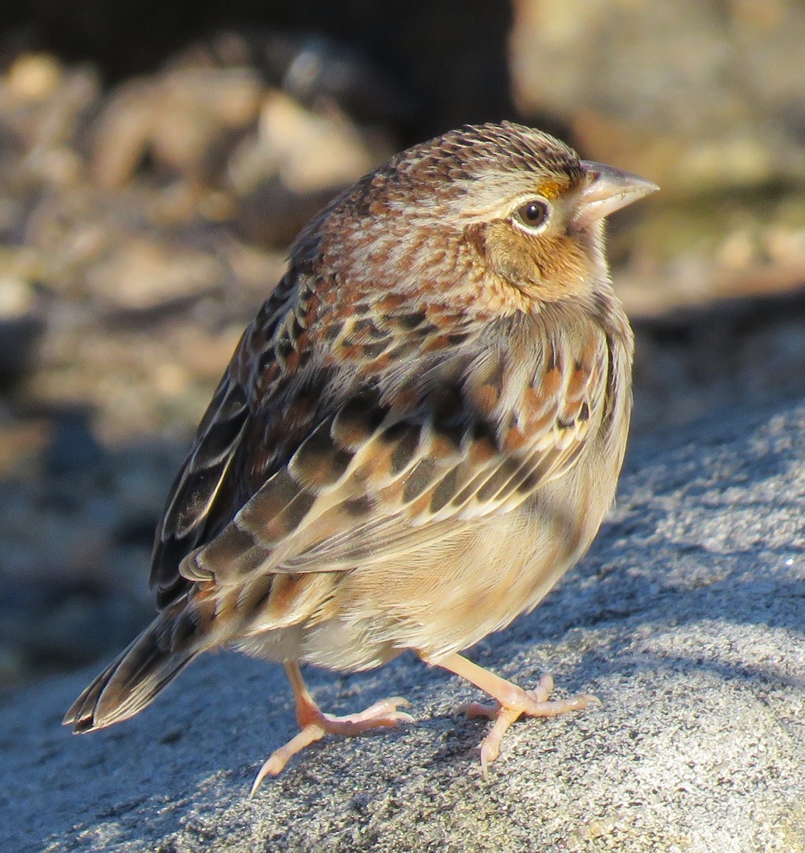 Grasshopper Sparrow - ML196777581