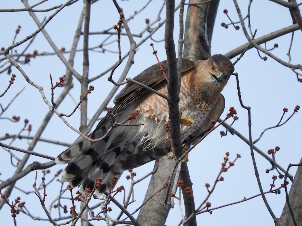 Cooper's Hawk - ML196778581