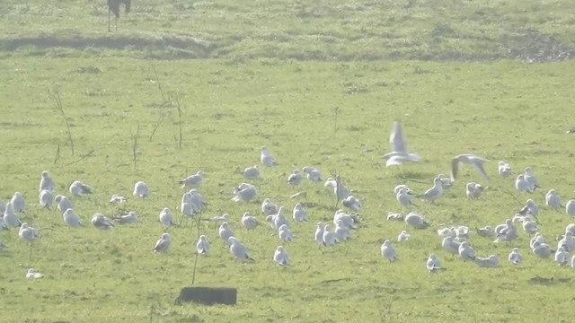 Black-headed Gull - ML196778611