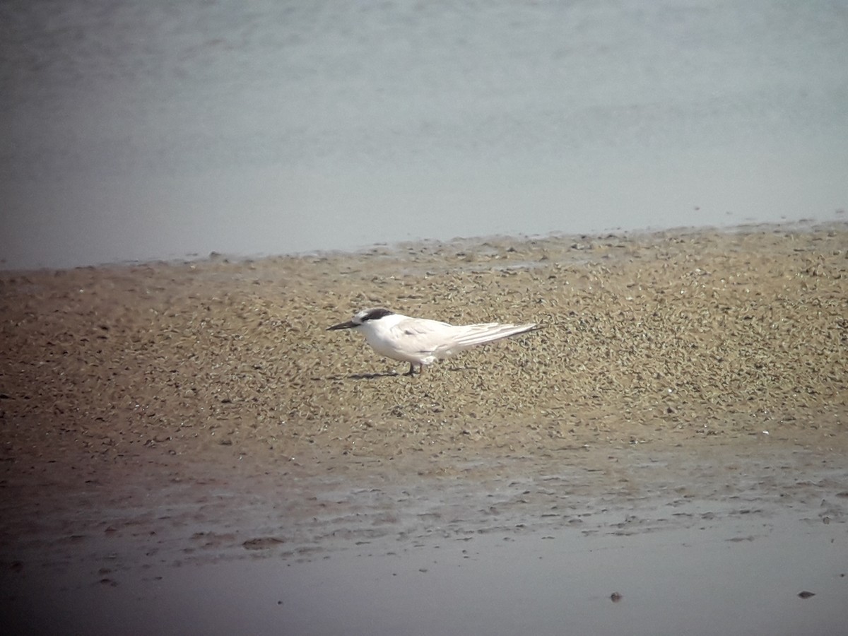 Little Tern - Bruno Bösch