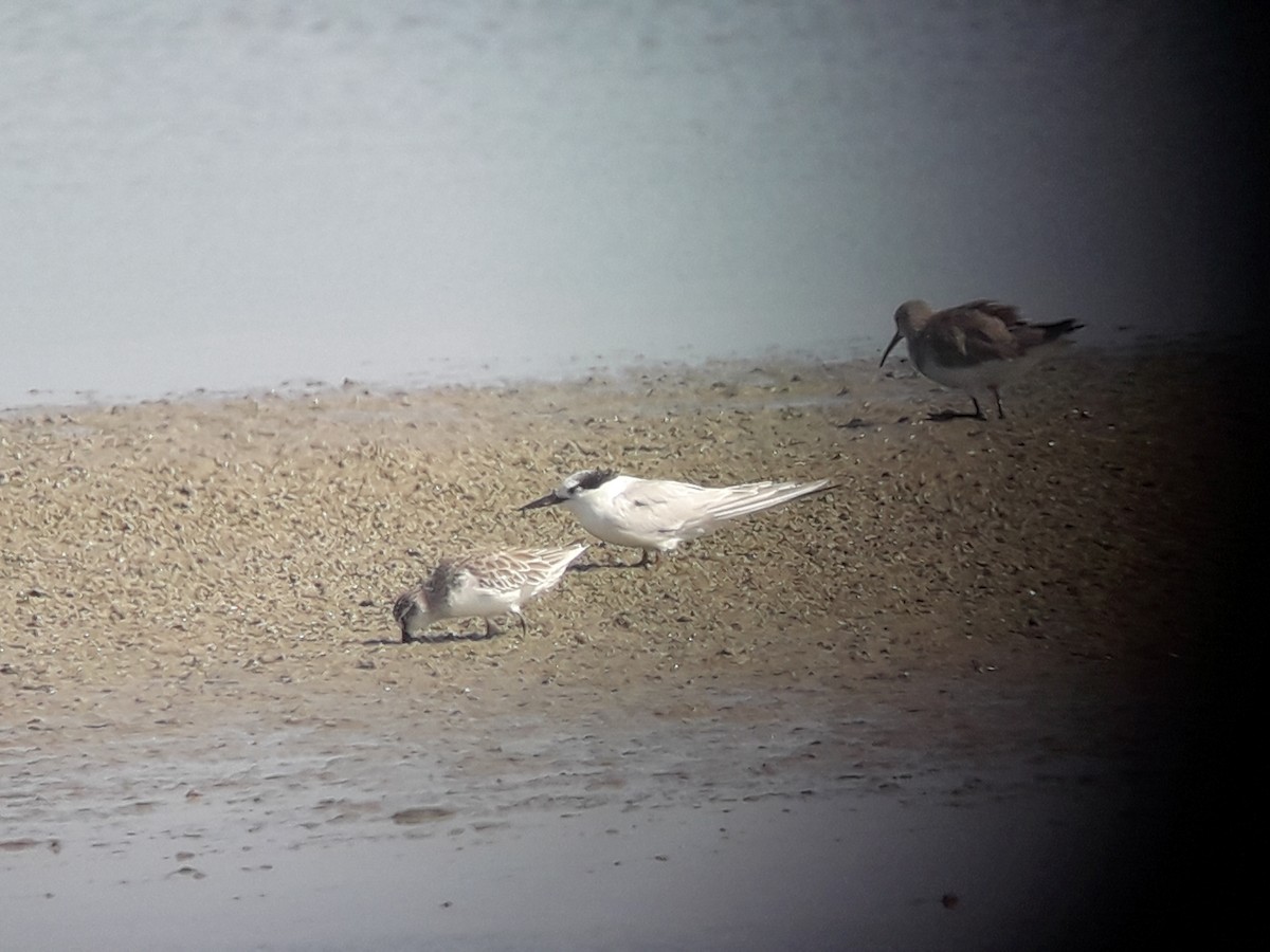 Little Tern - ML196778861