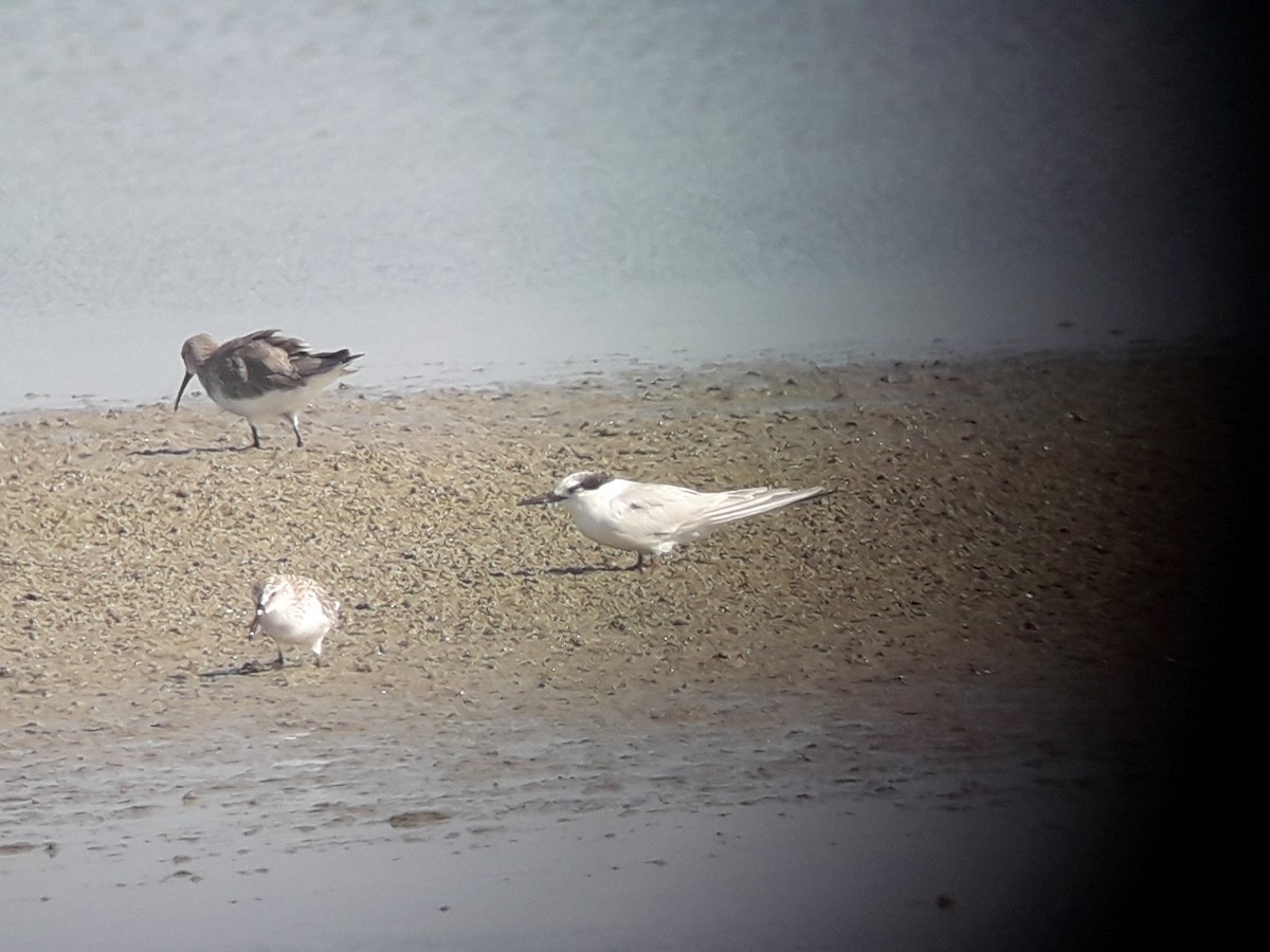 Little Tern - ML196778981