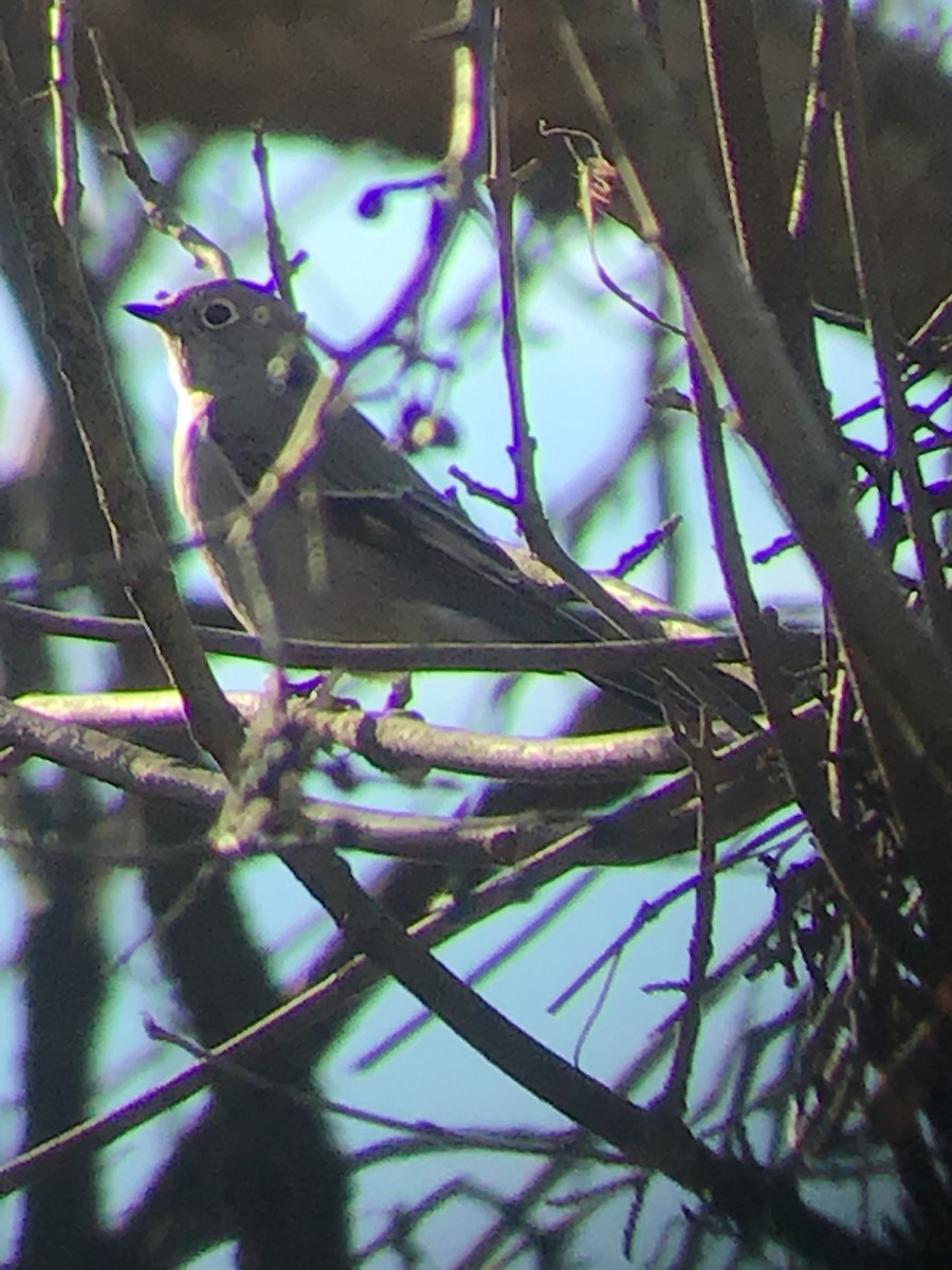 Townsend's Solitaire - ML196780401