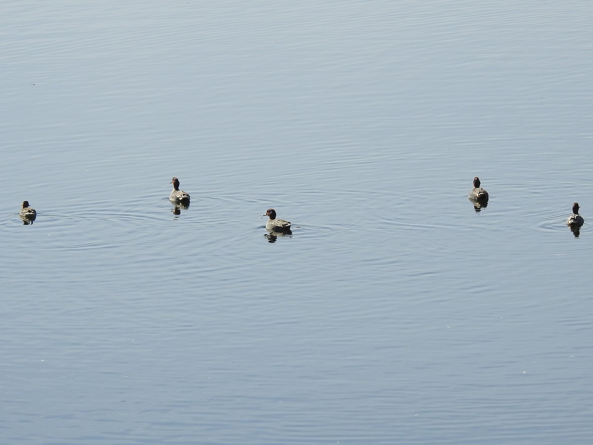 Green-winged Teal - ML196780421