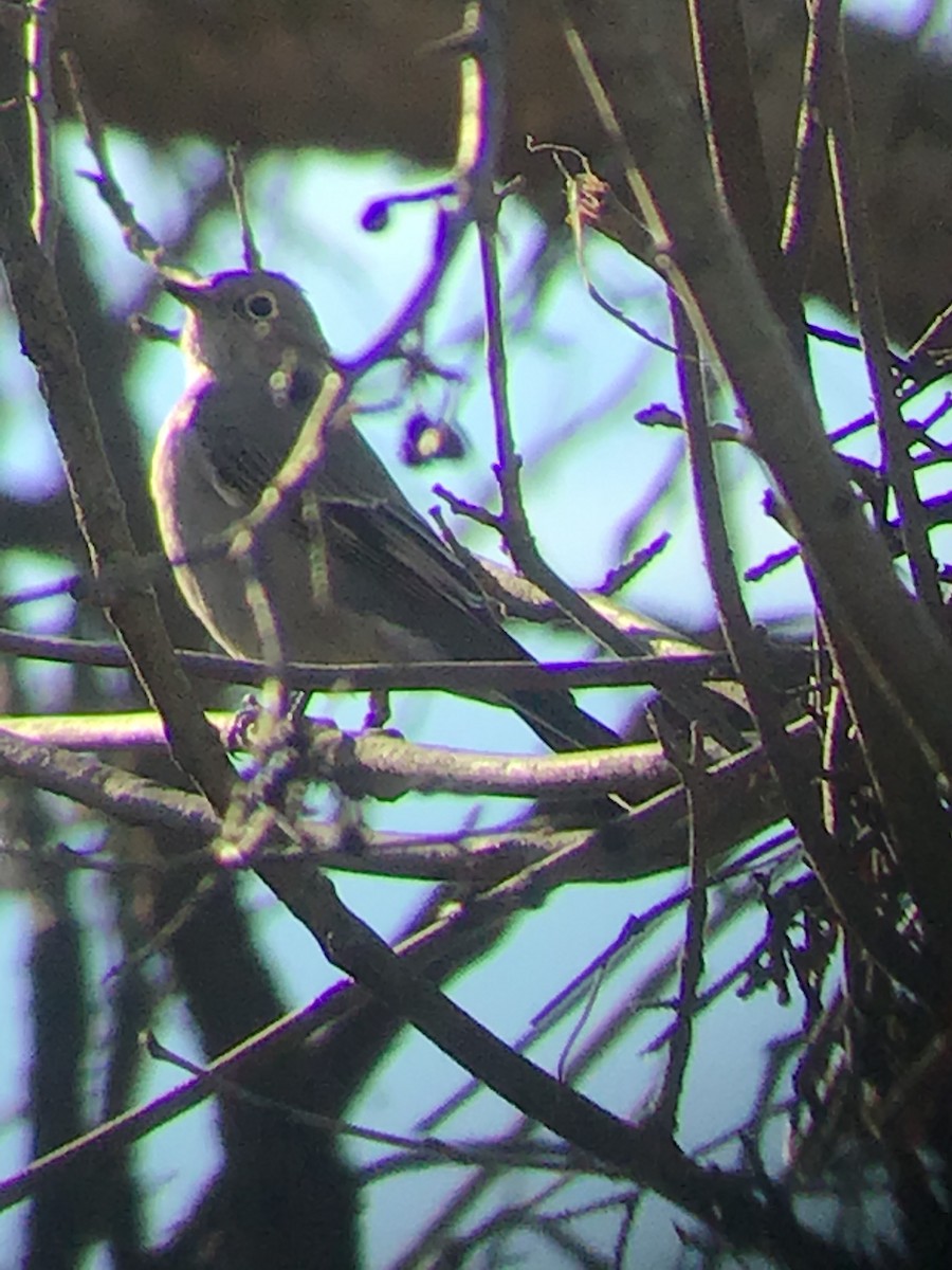 Townsend's Solitaire - ML196780491