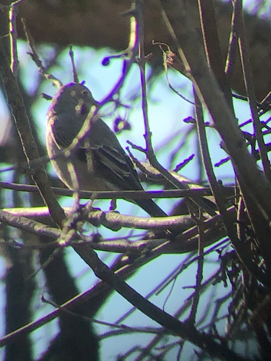 Townsend's Solitaire - ML196780501