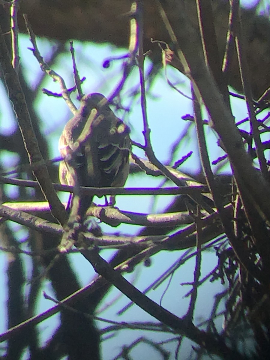 Townsend's Solitaire - ML196780571