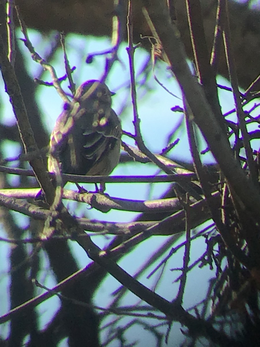 Townsend's Solitaire - ML196780581