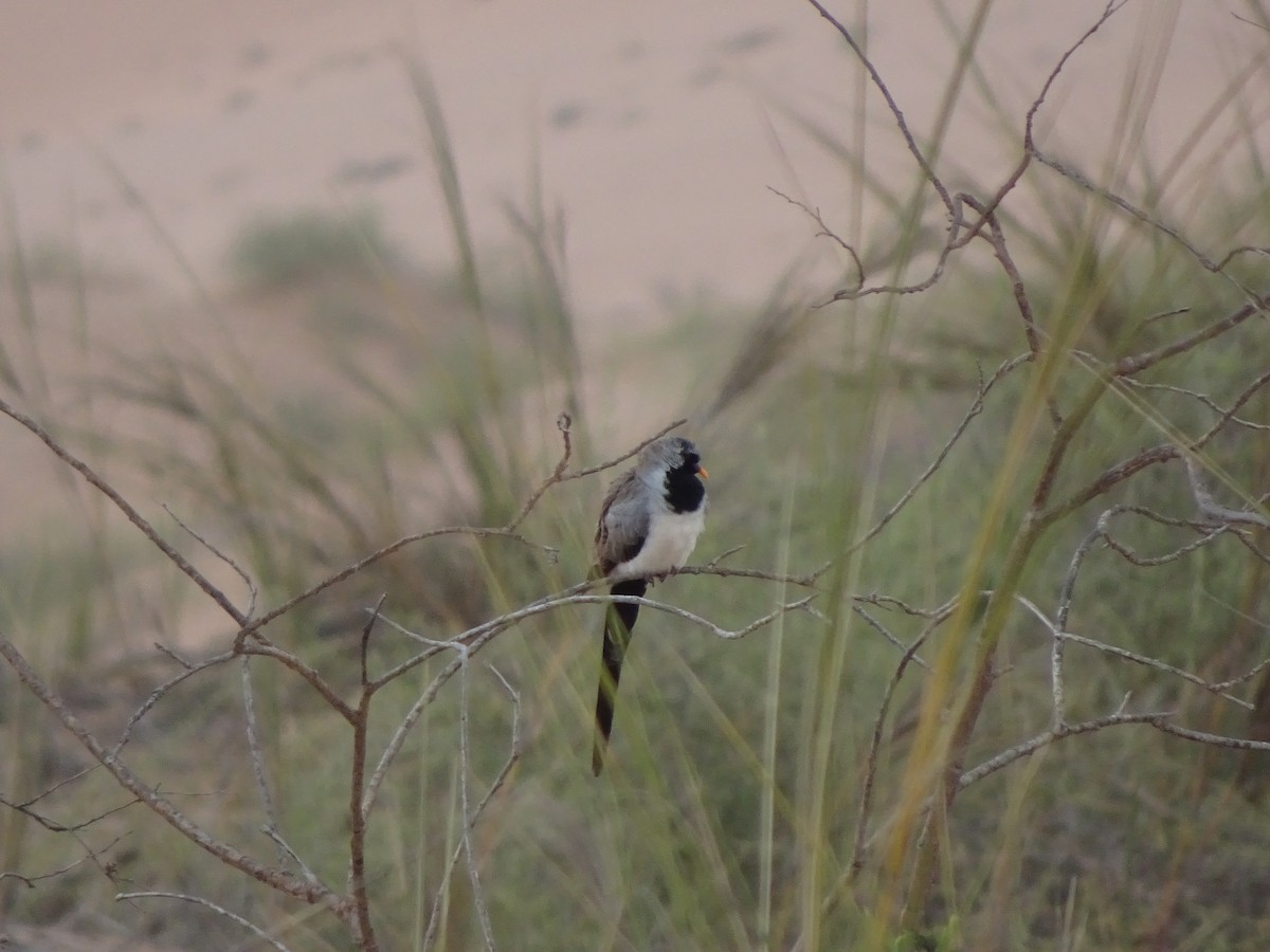 Namaqua Dove - ML196780811