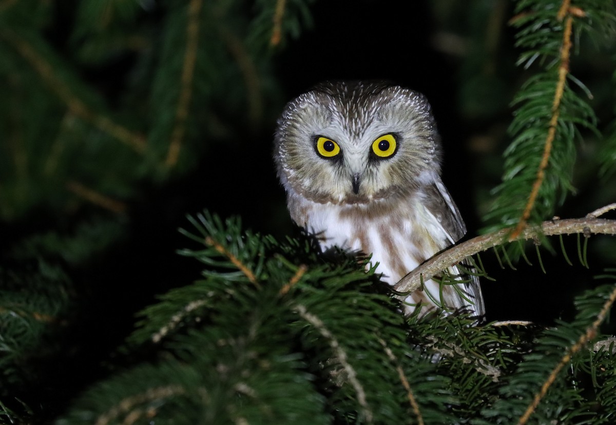 Northern Saw-whet Owl - ML196781021