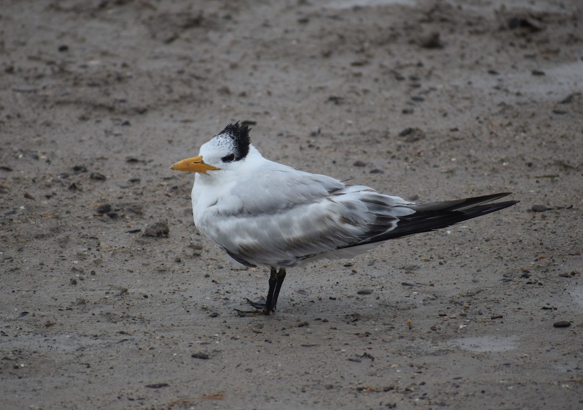 Royal Tern - Kathy Morales Eric Julson