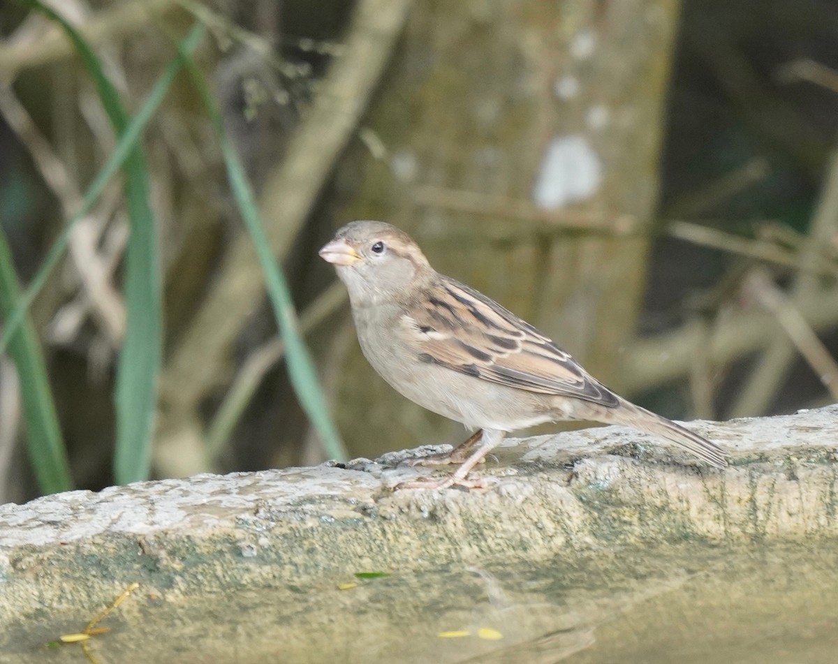 House Sparrow - ML196781641