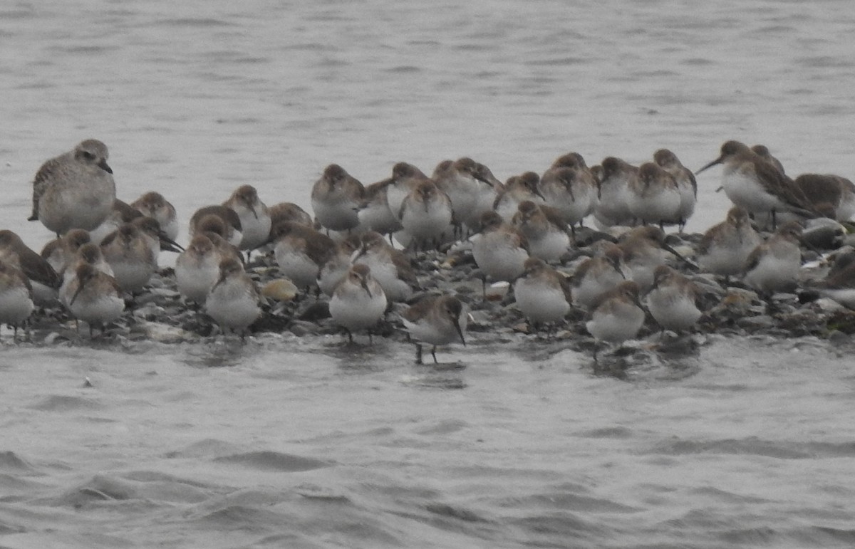 Dunlin - ML196782381