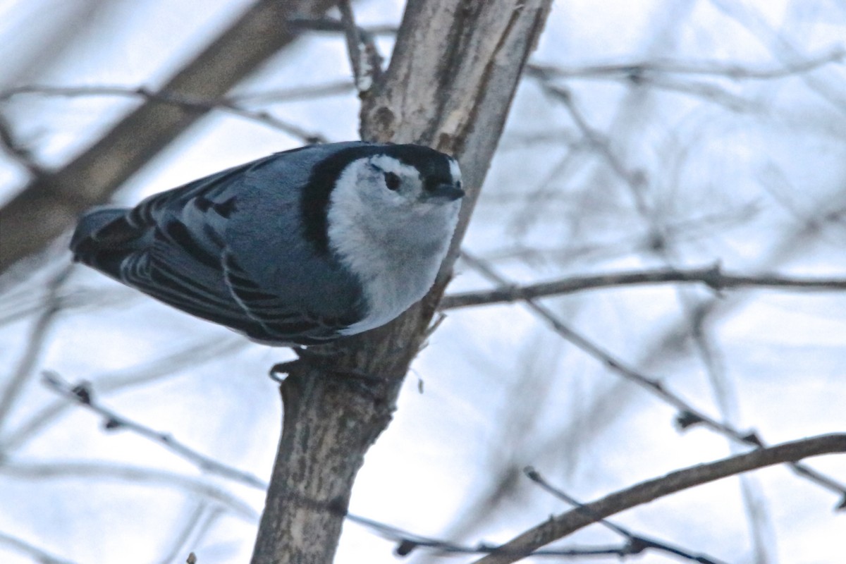 White-breasted Nuthatch - ML196785011