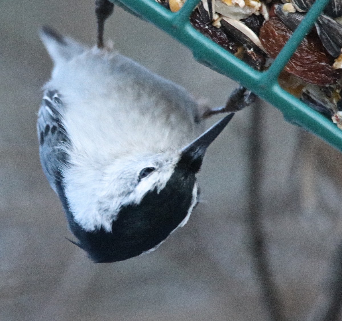 White-breasted Nuthatch - ML196785111