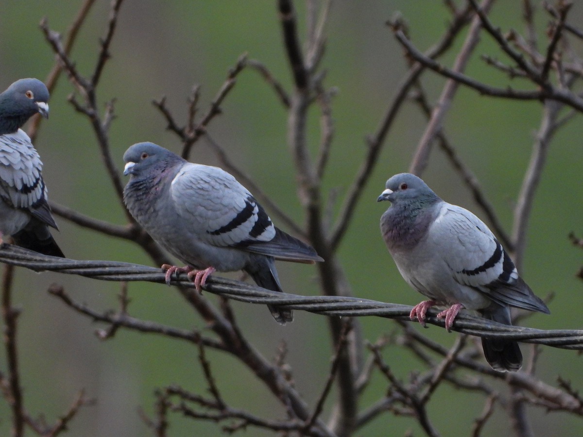 Rock Pigeon (Feral Pigeon) - Aitor Zabala