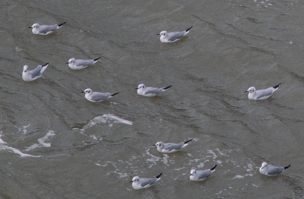 Black-headed Gull - Joel Strong