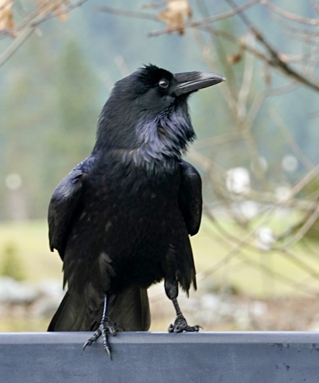 Common Raven - ML196787711