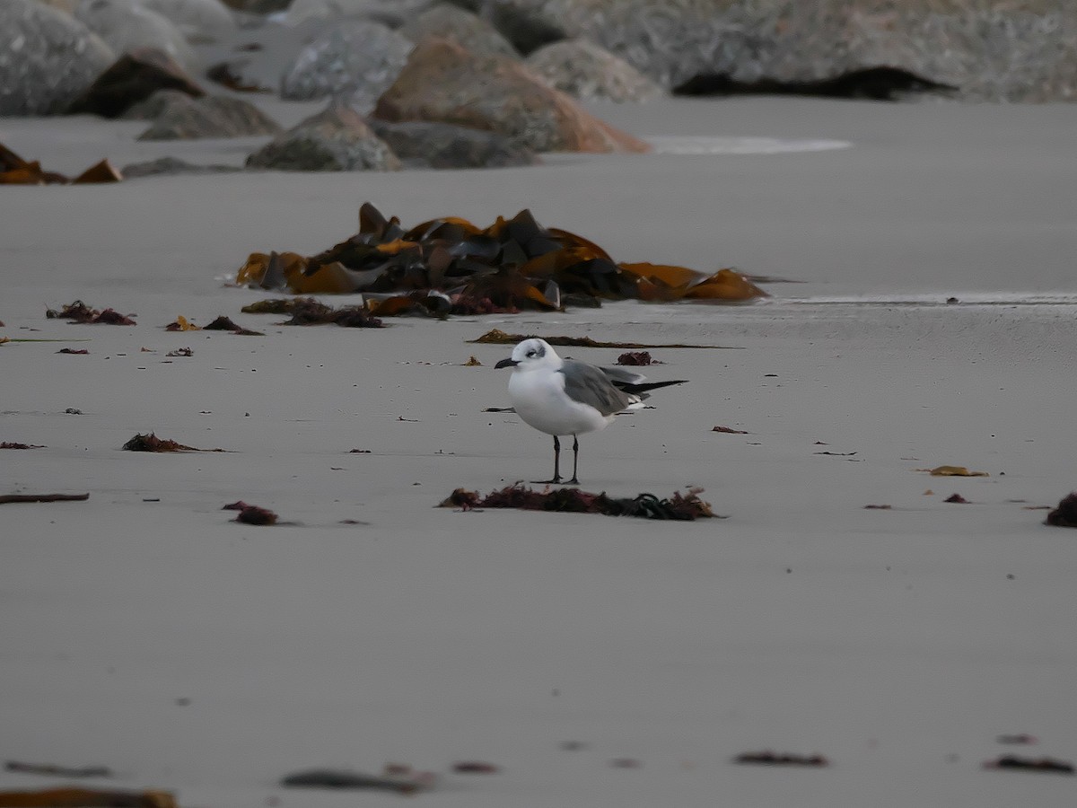 Mouette atricille - ML196790251