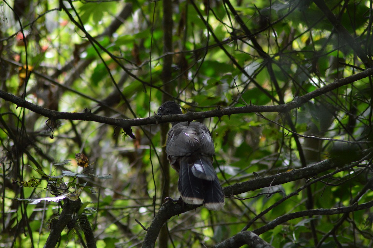 Plain Chachalaca - ML196790381