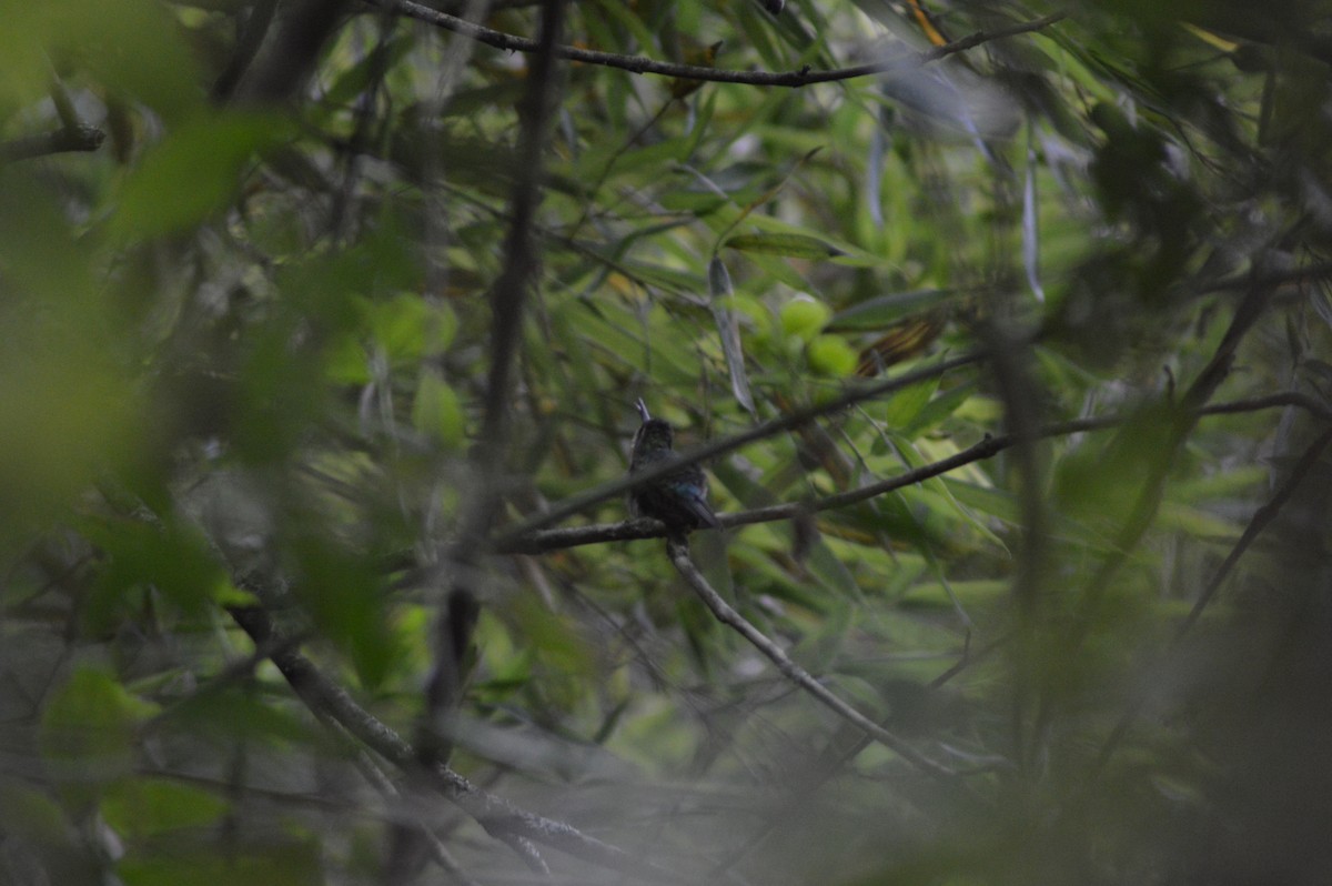 Azure-crowned Hummingbird - ML196790431