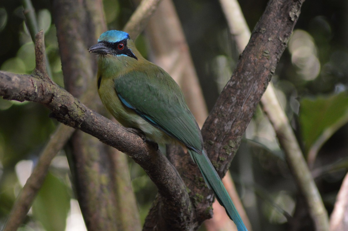 Blue-capped Motmot - ML196790581