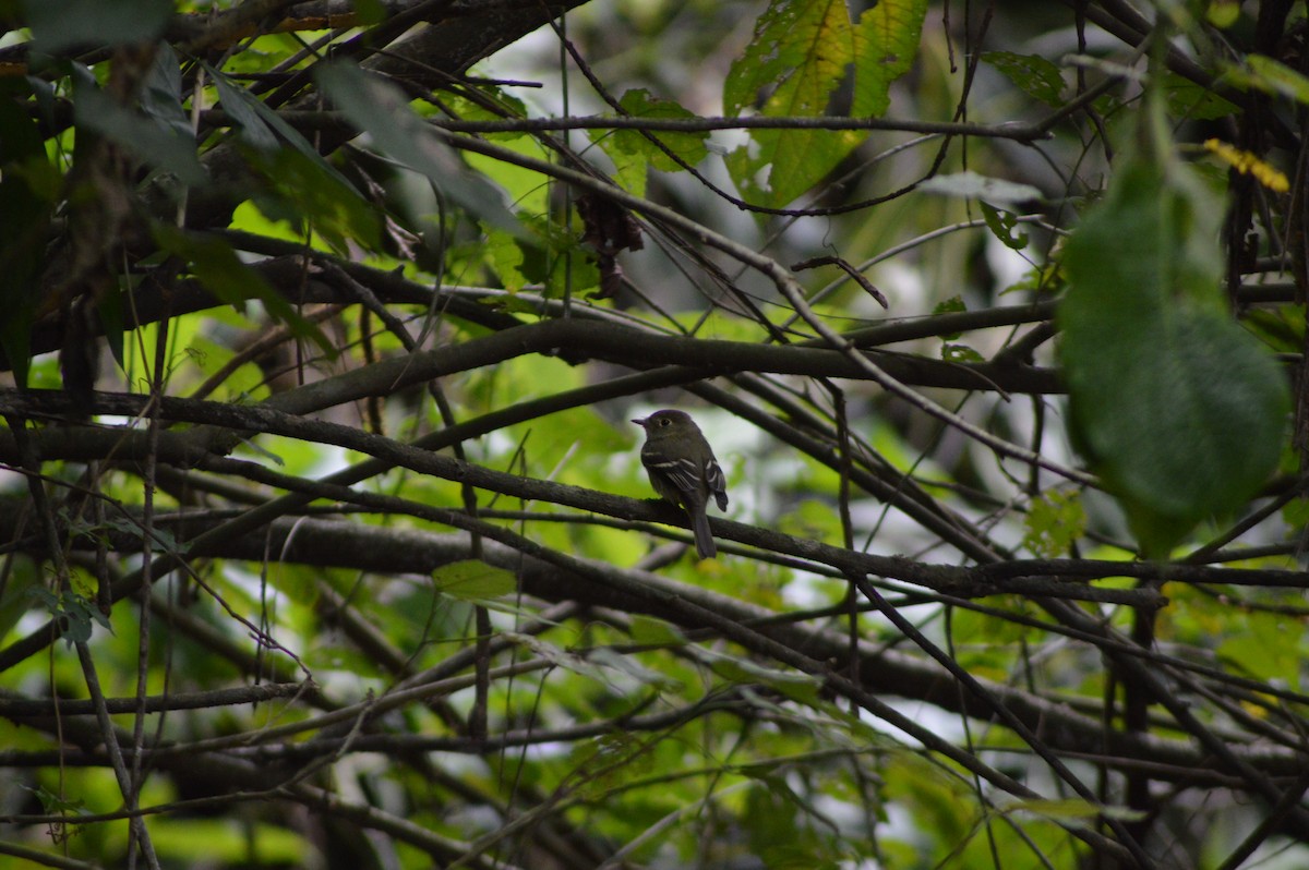 tanımsız Empidonax sp. - ML196790651