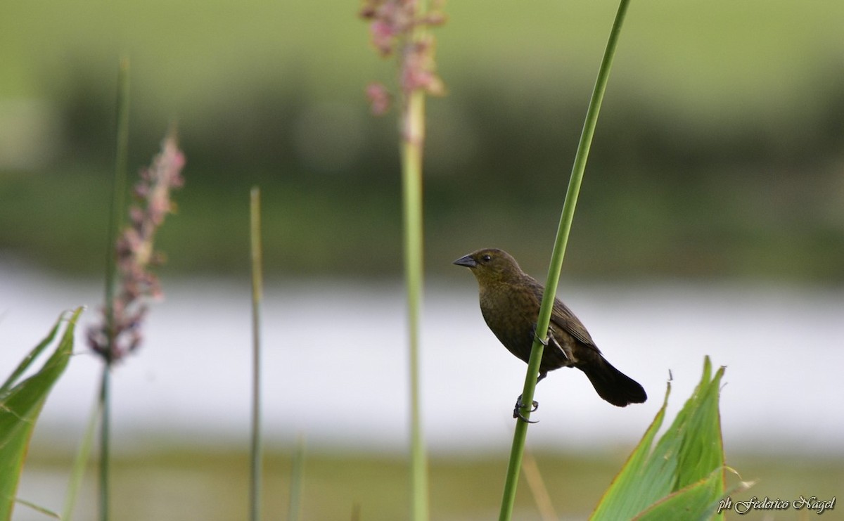 Chestnut-capped Blackbird - federico nagel