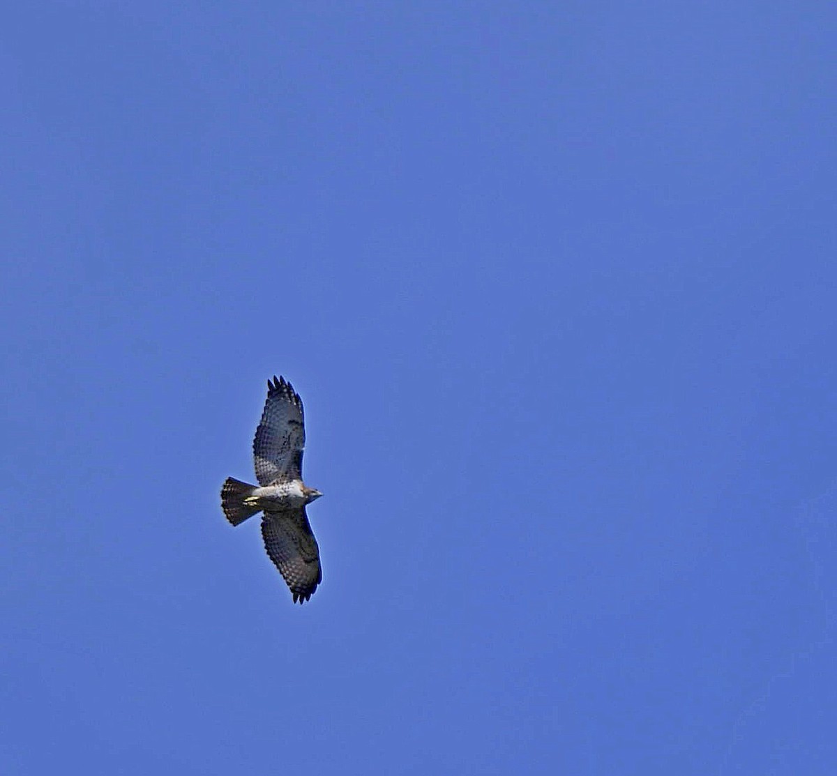 Red-tailed Hawk - ML196790991