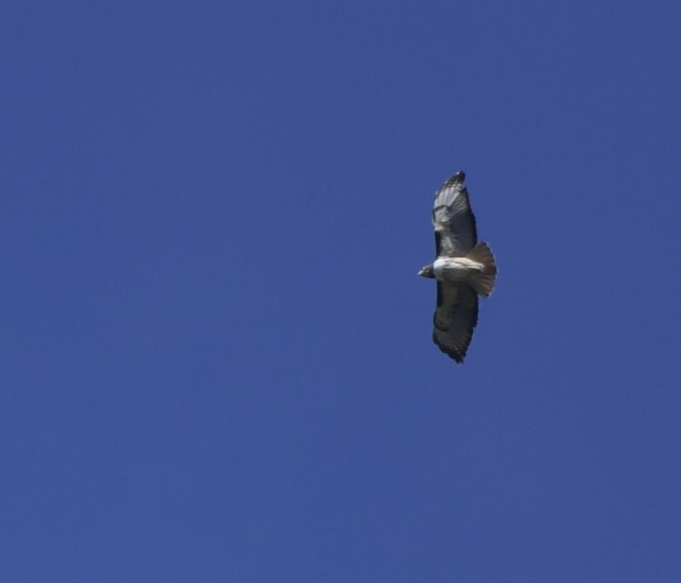 Red-tailed Hawk - ML196791061