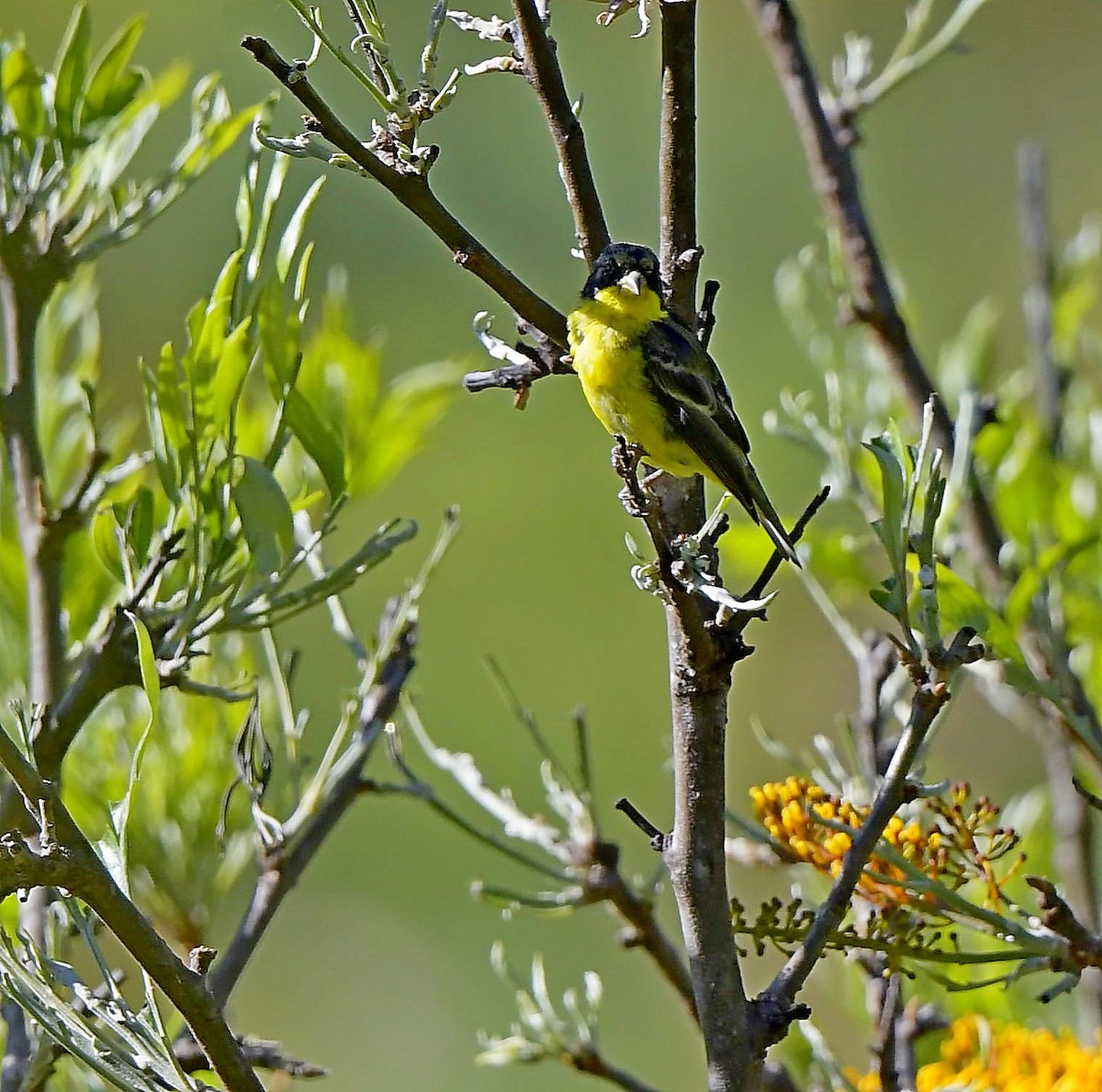 Lesser Goldfinch - ML196791531