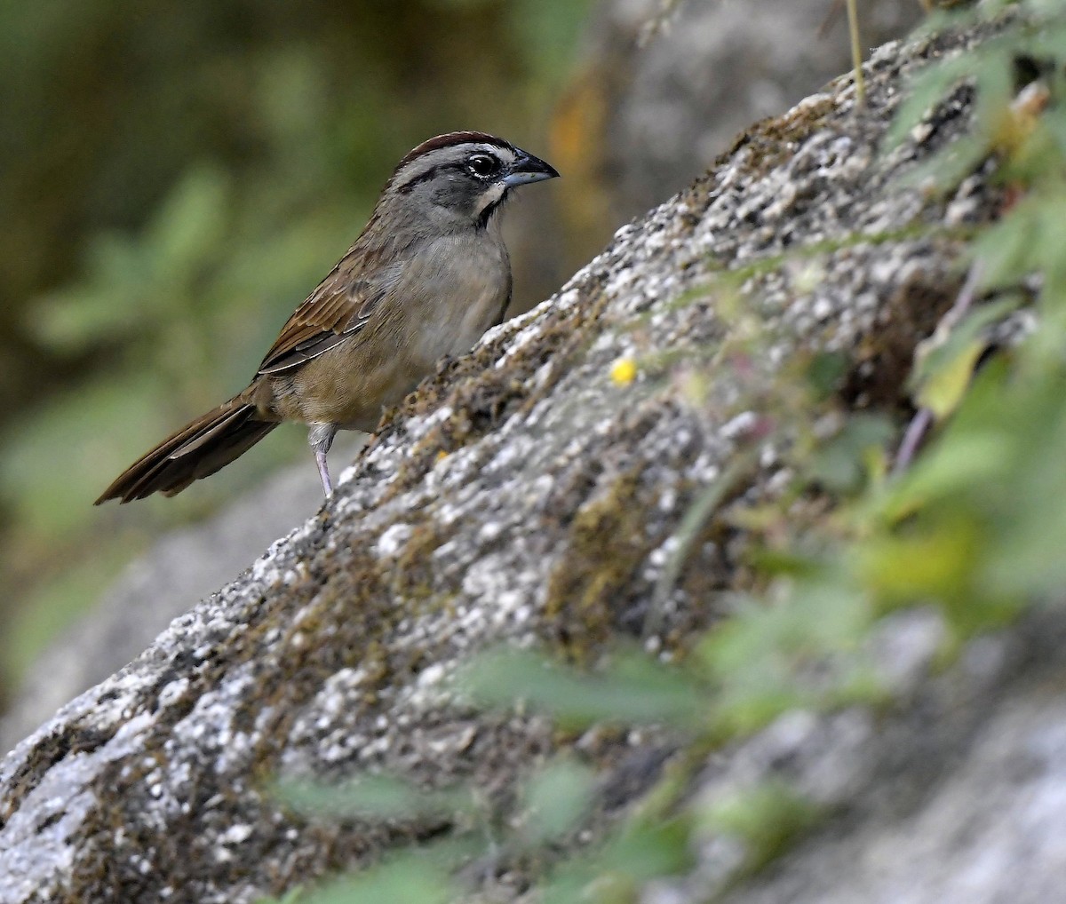 Rusty Sparrow - ML196792141