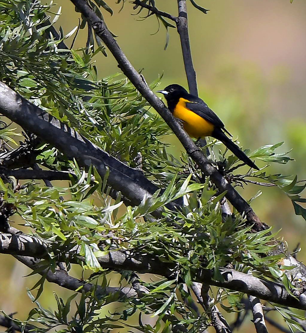 Black-vented Oriole - ML196792211