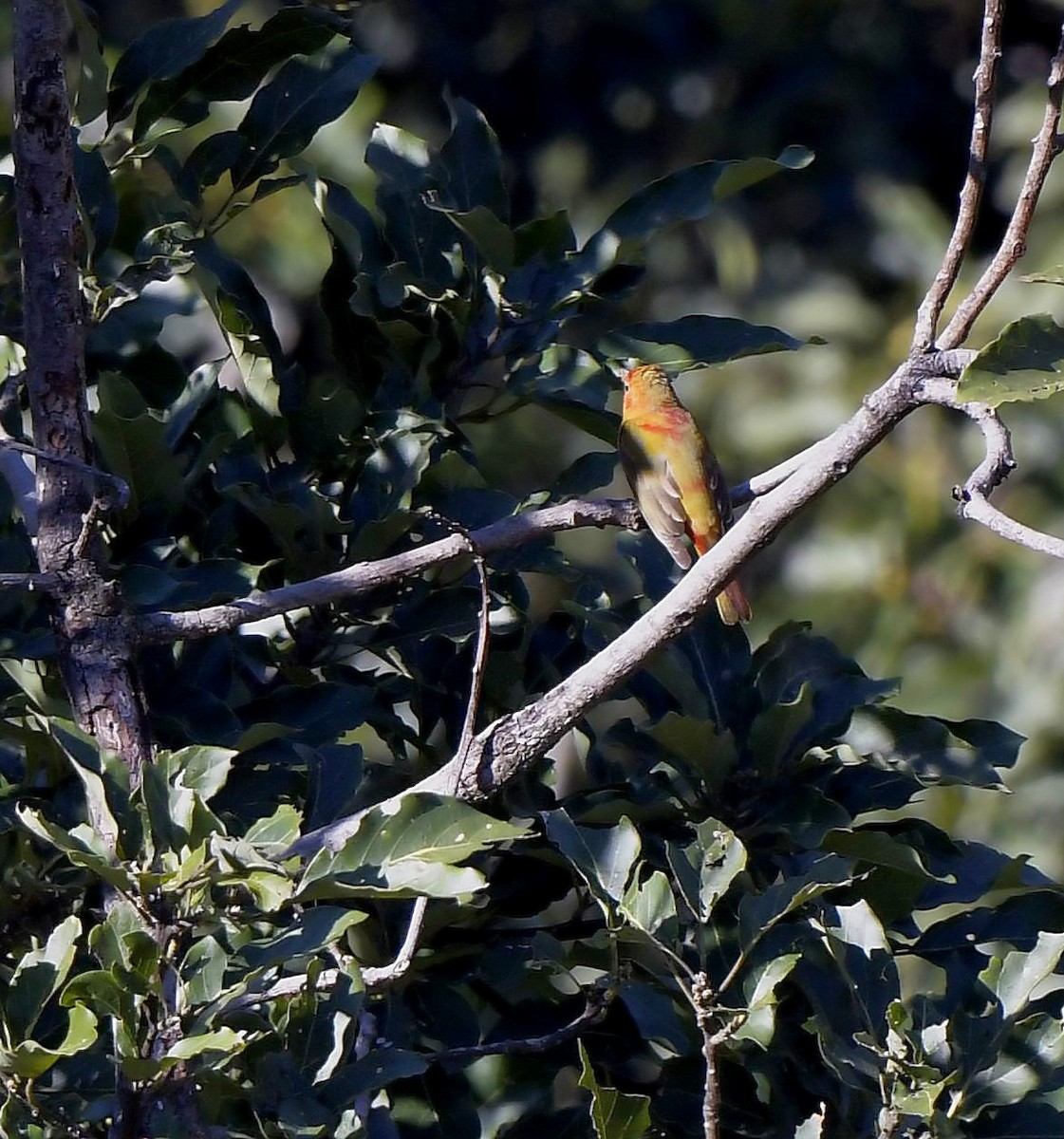 Summer Tanager - ML196792451