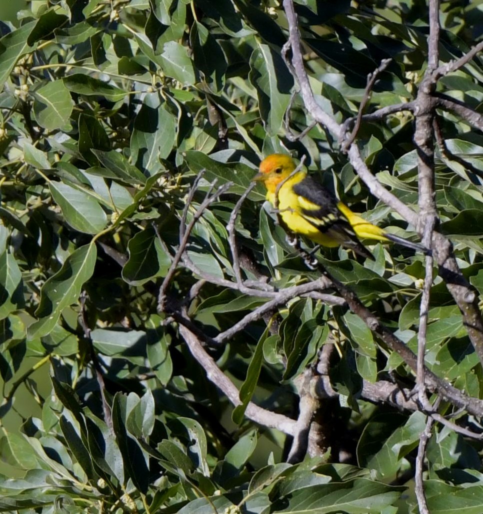 Western Tanager - ML196792531