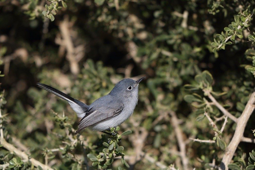 Blue-gray Gnatcatcher - ML196793601