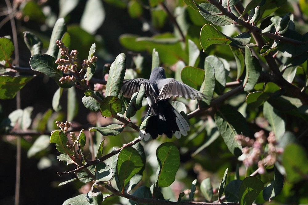 Blue-gray Gnatcatcher - ML196793611