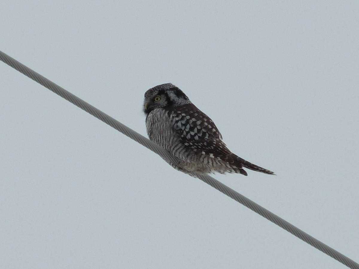 Northern Hawk Owl - ML196793801