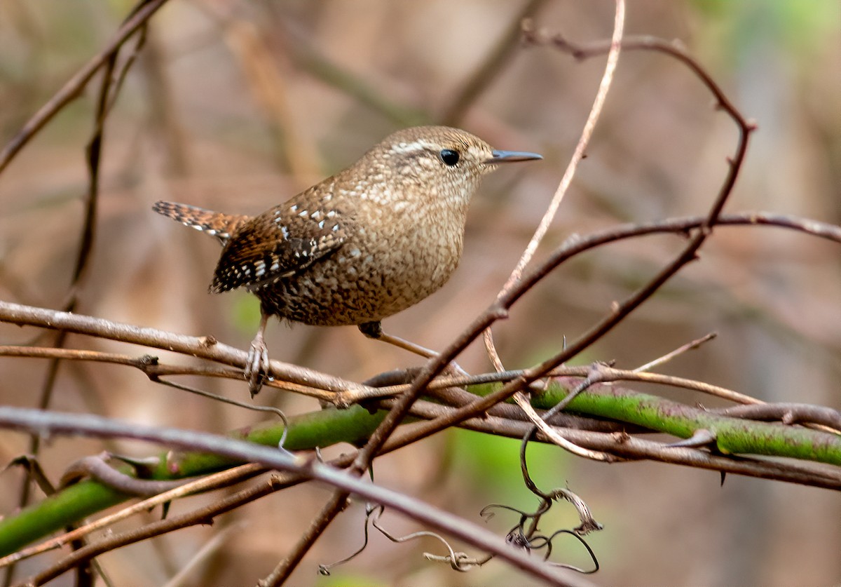Winter Wren - Alex Shipherd