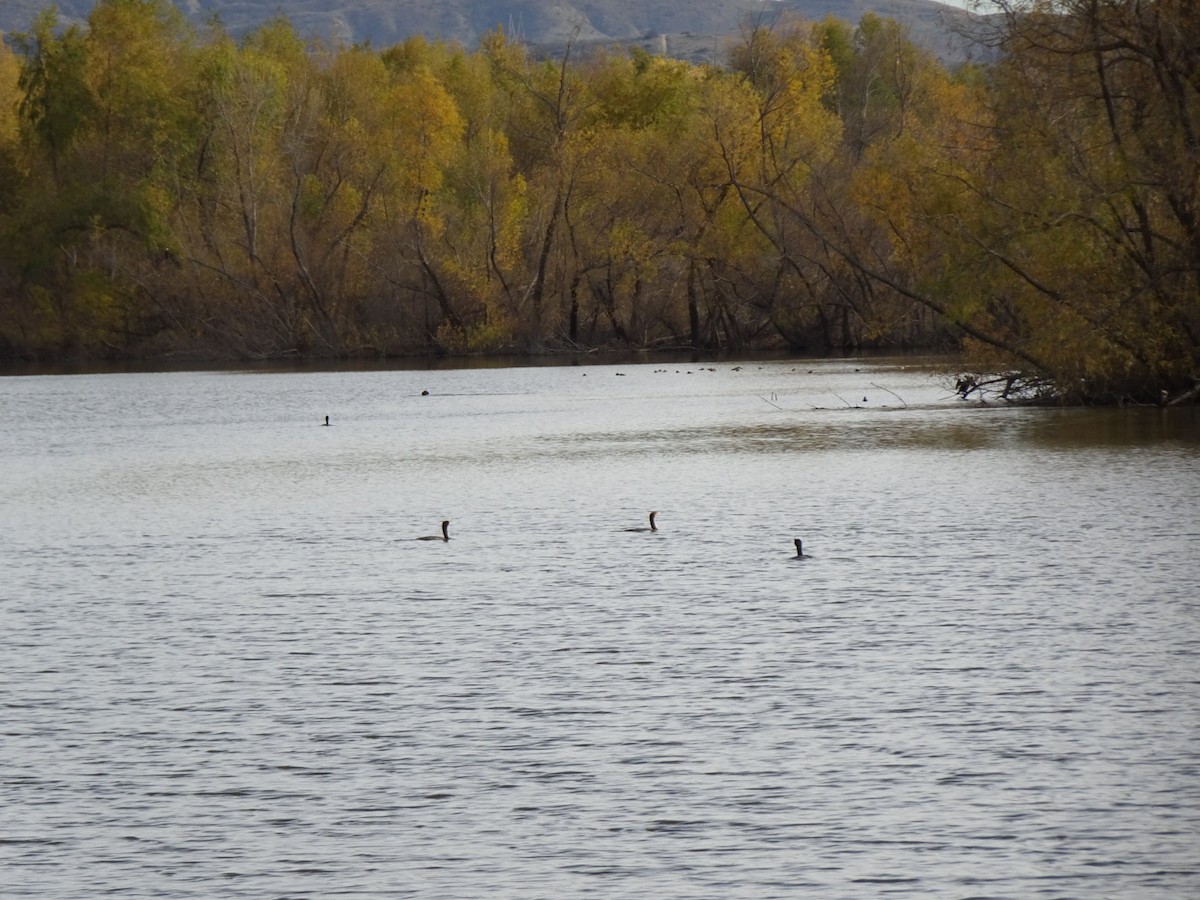 Double-crested Cormorant - ML196795731