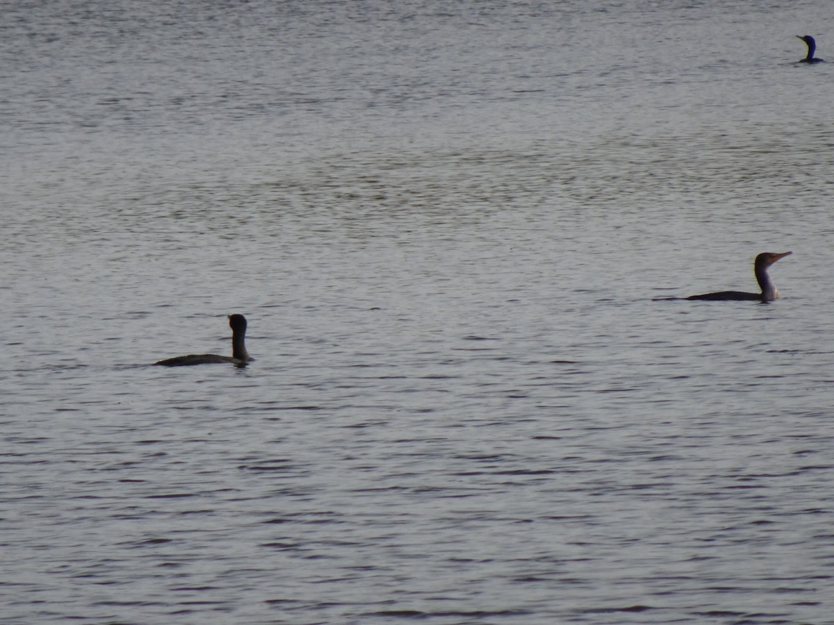 Double-crested Cormorant - ML196795741