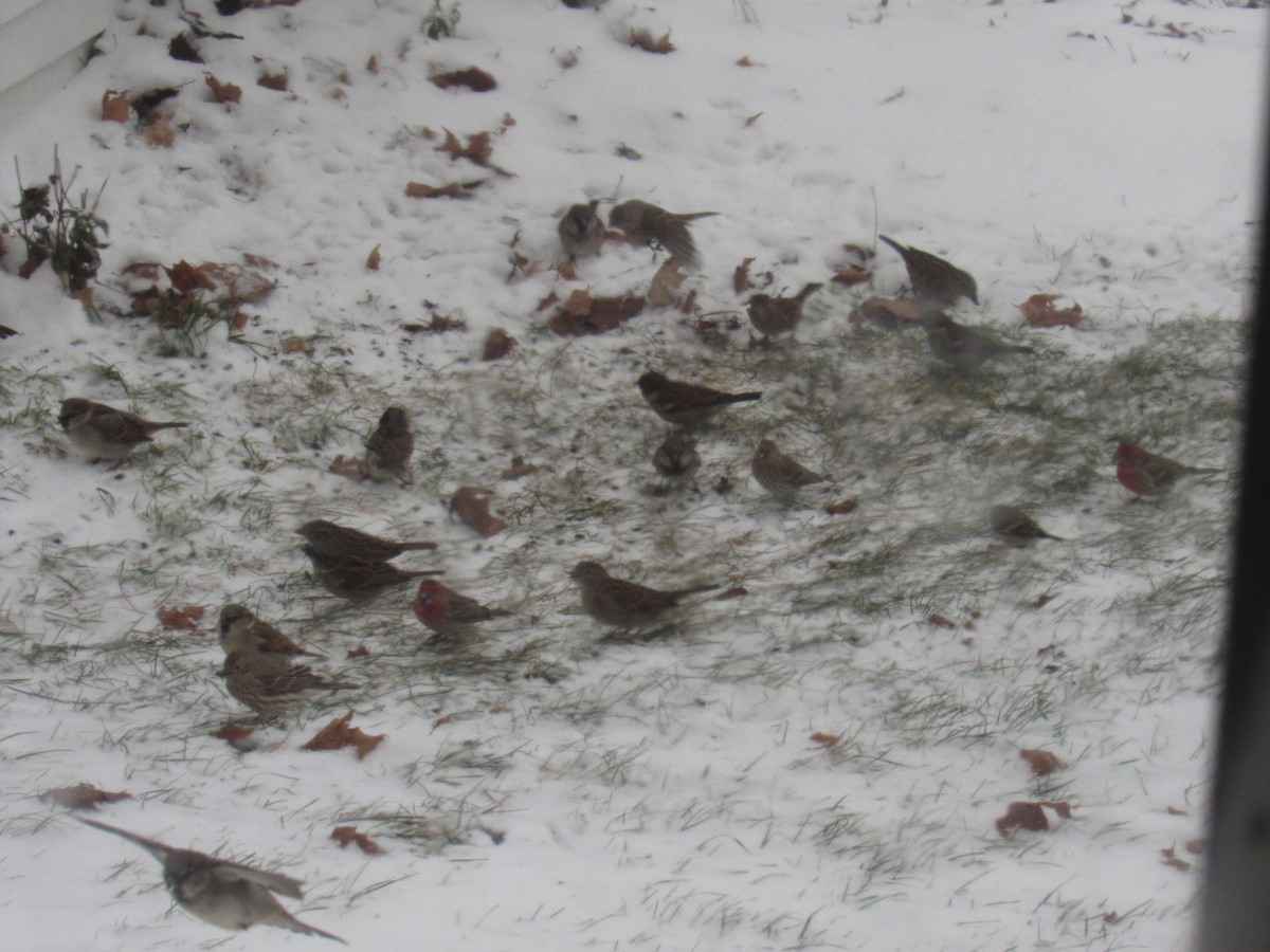 House Sparrow - ML196796561