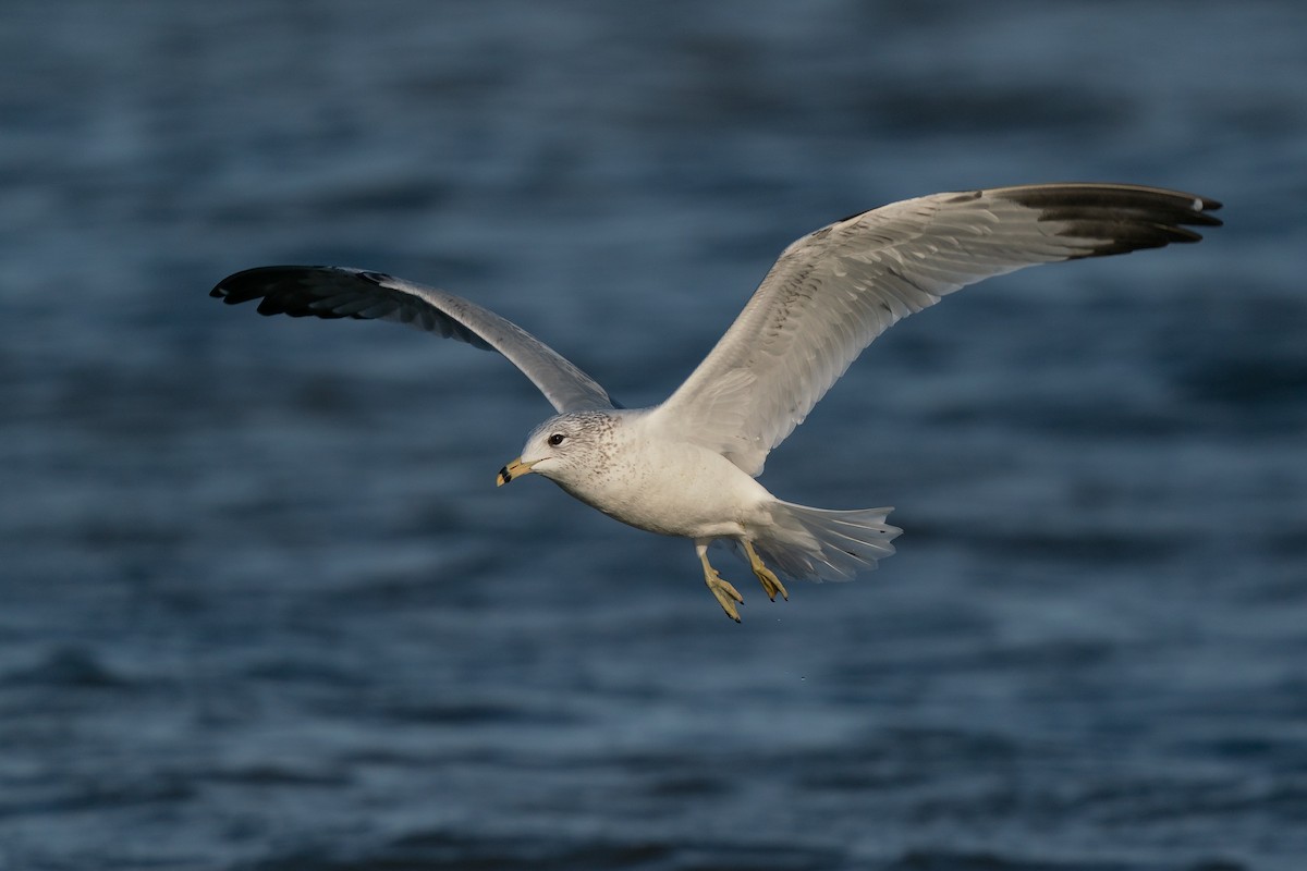 Ring-billed Gull - Ryan Sanderson