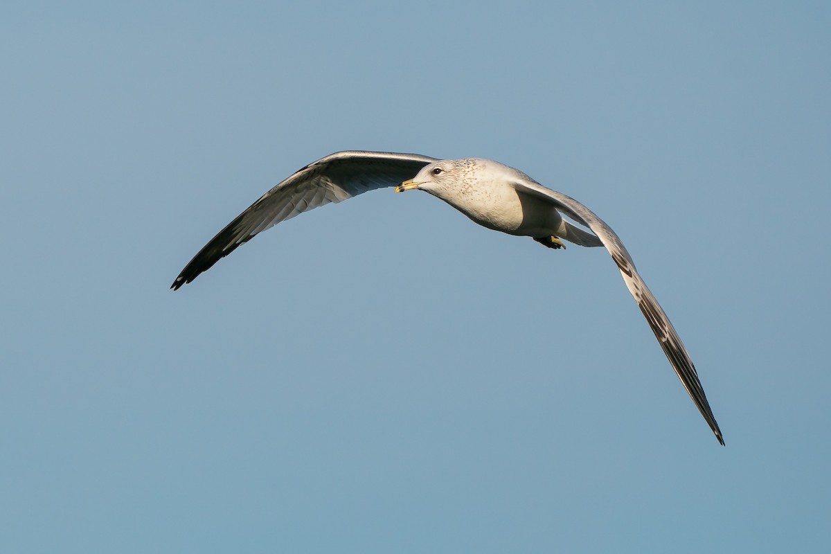 Ring-billed Gull - Ryan Sanderson